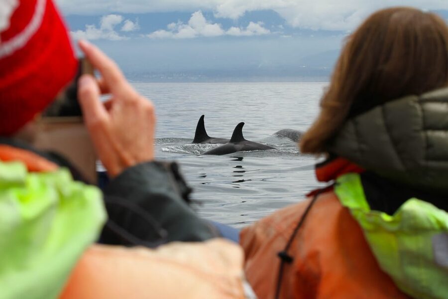 Vancouver: Day Trip to Victoria Seaplane with Whale Watching - Is $520 Per Person Good Value?