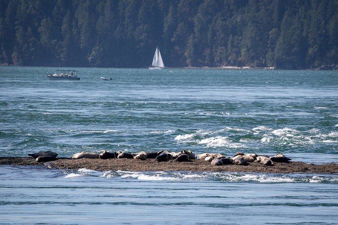 Vancouver Half-Day Whale Watching Adventure with Free Photos - How the Whale Sightings Guarantee affects the decision
