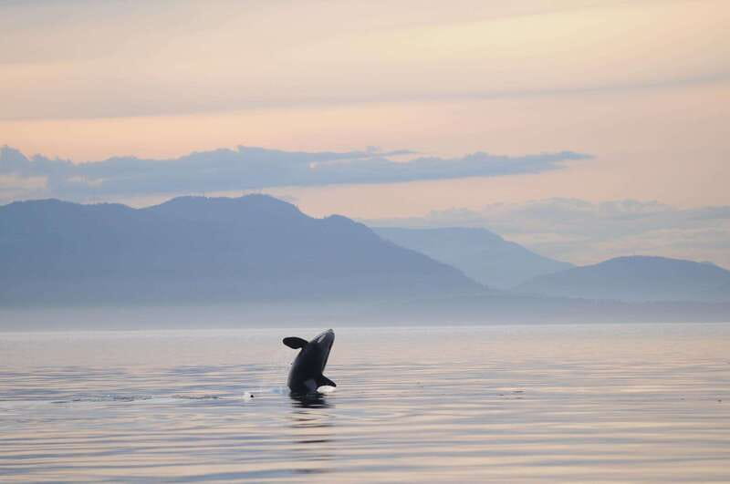 Vancouver Island: Cowichan Bay Sunset Whale Watching Tour - Key points to know before you book