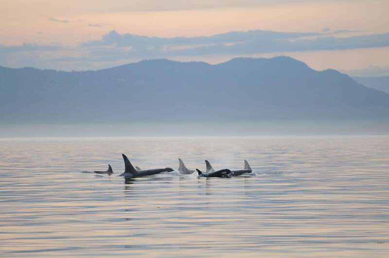 Vancouver Island: Cowichan Bay Sunset Whale Watching Tour - Why a Cowichan Bay sunset cruise works so well