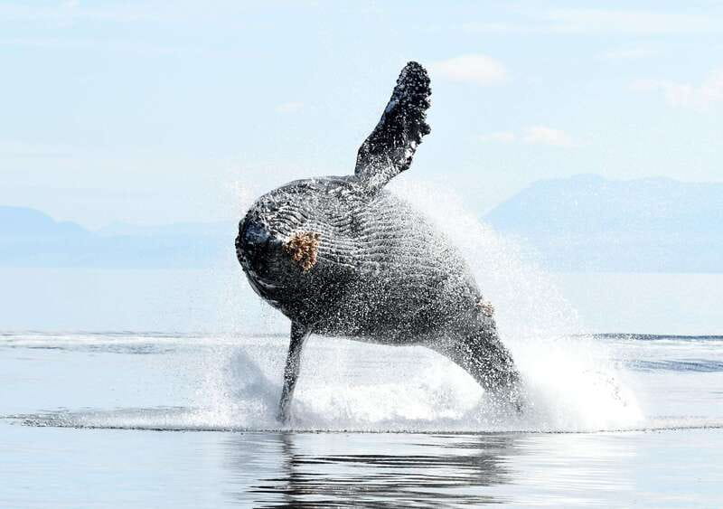 Vancouver Island: Cowichan Bay Sunset Whale Watching Tour - Sunset light, photos, and the limits of evening viewing
