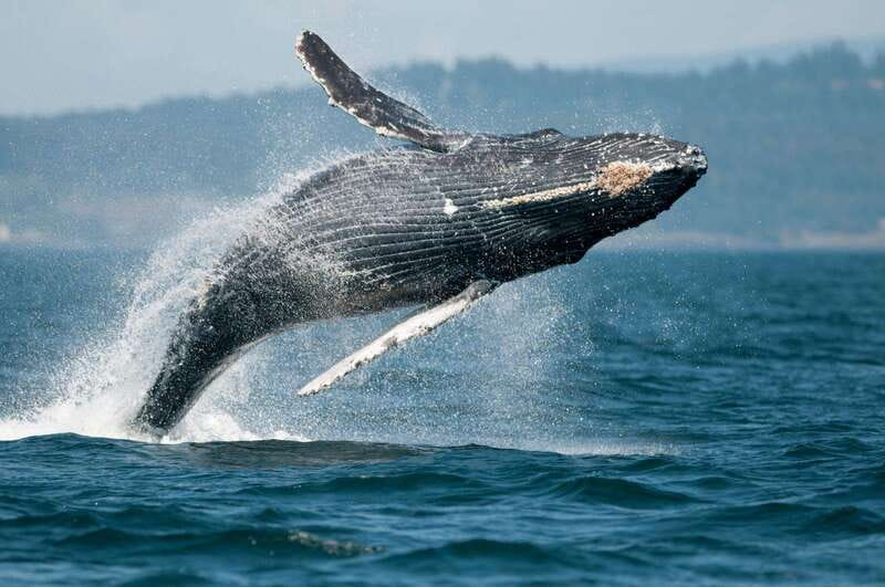 Vancouver Island: Cowichan Bay Sunset Whale Watching Tour - How the $155 price measures up