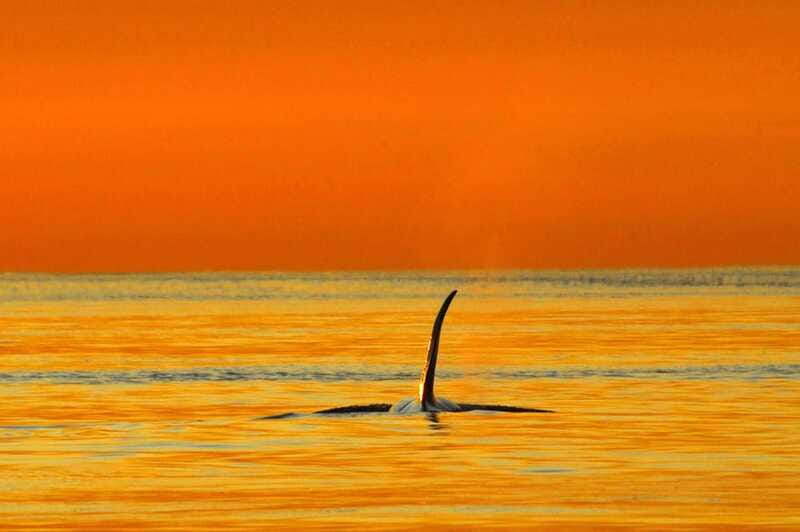 Vancouver Island: Cowichan Bay Sunset Whale Watching Tour - The strongest reason to choose Ocean Ecoventures