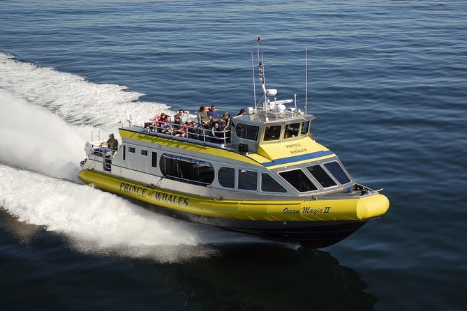 Vancouver Island Half-Day Whale Watching Tour - Telegraph Cove - Three hours among whales, otters, and eagles