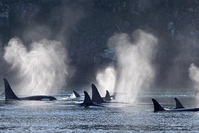 Vancouver Island Half-Day Whale Watching Tour - Telegraph Cove - Booking and cancellation details that matter