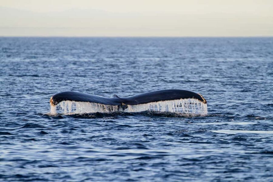 Vancouver Island: Whale Watching Tour - Key points to know before you book
