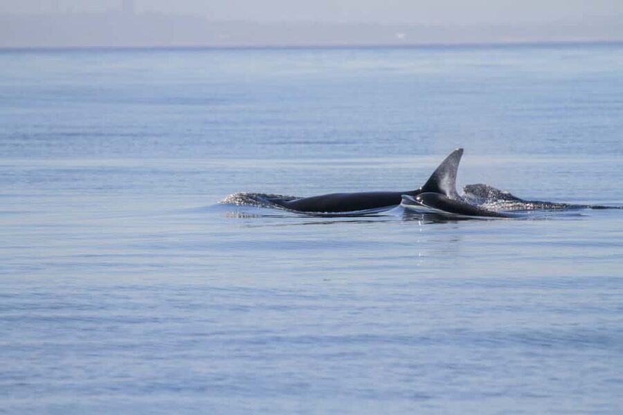 Vancouver Island: Whale Watching Tour - Three hours in the Salish Sea