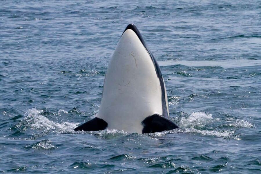 Vancouver Island: Whale Watching Tour - The whale search, from orcas to humpbacks