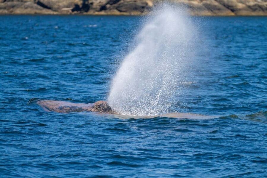 Vancouver Island: Whale Watching Tour - Why the wildlife mix matters