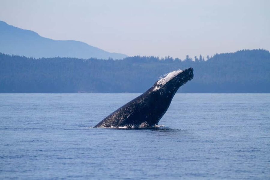 Vancouver Island: Whale Watching Tour - Weather, clothing, and seasickness