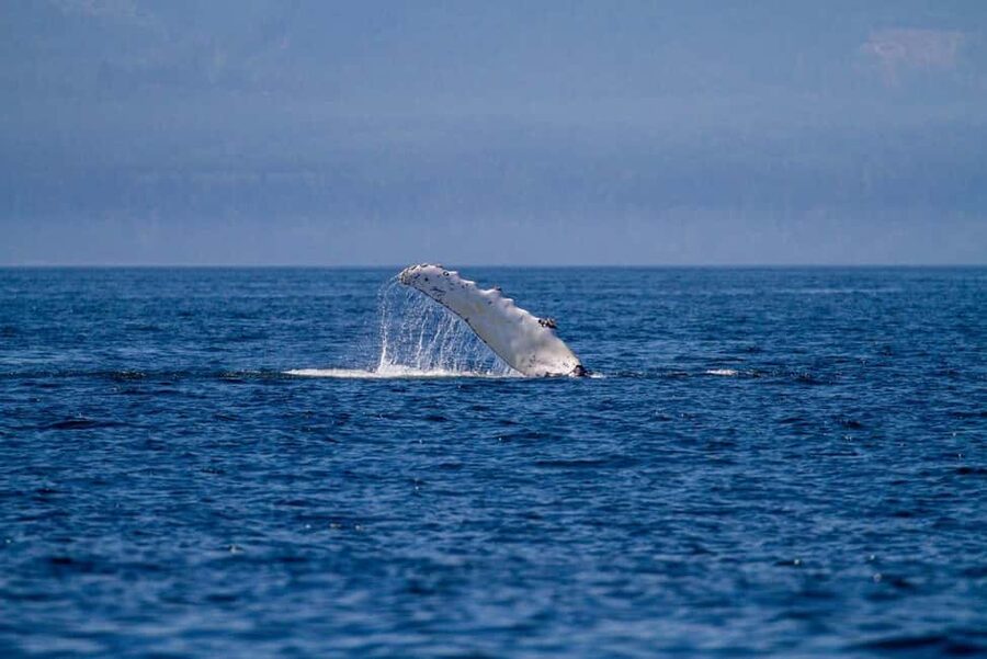 Vancouver Island: Whale Watching Tour - Who will get the most from this tour