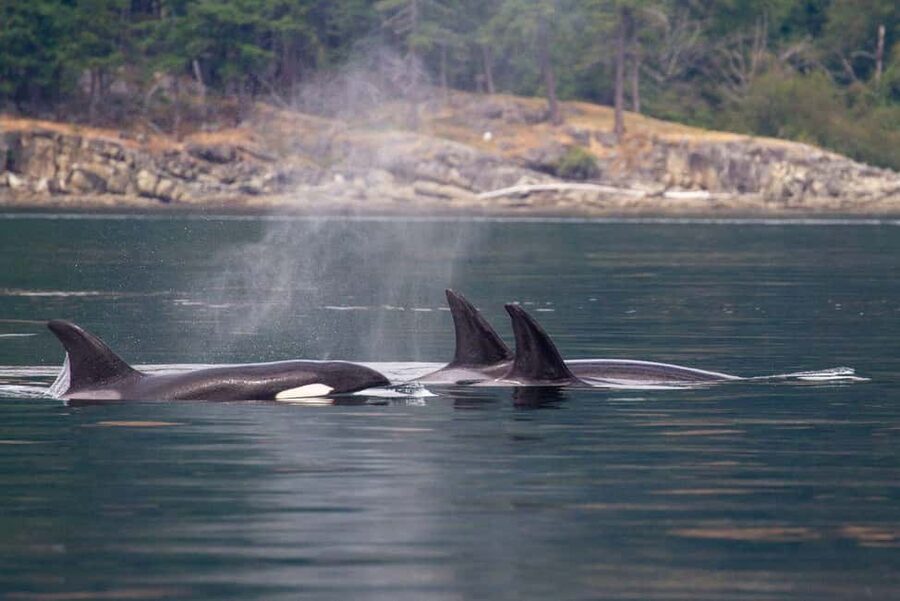 Vancouver Island: Whale Watching Tour - What the opening part of the trip feels like
