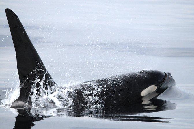Vancouver Island Zodiac Whale Watching Adventure - Telegraph Cove - How to prepare for the best outing