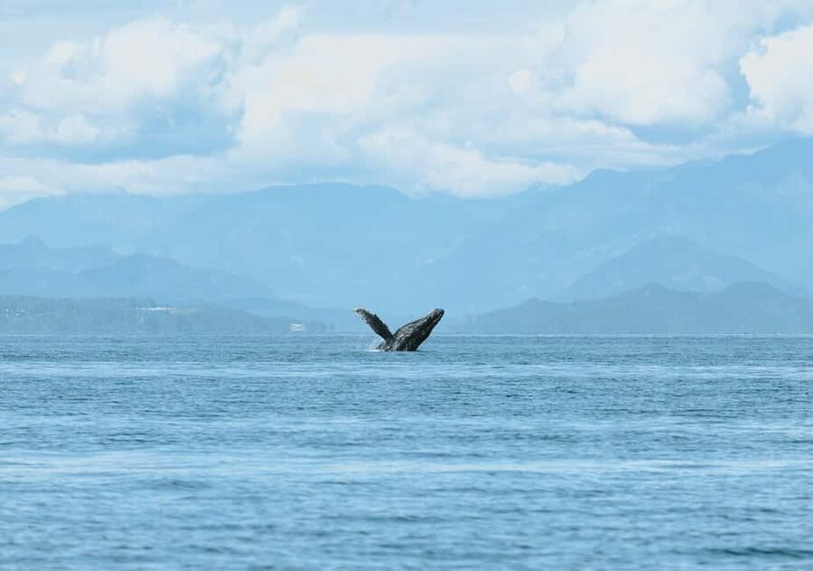 Vancouver: Open-air Whale Watching Tour, Granville Island - The value of the 165 dollar price