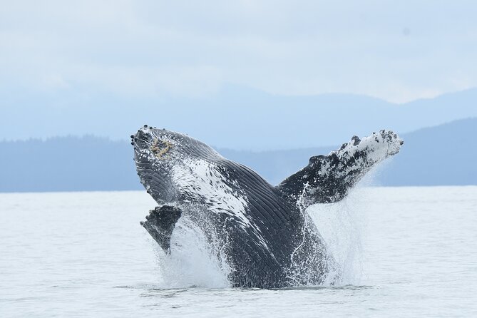 Vancouver's Intimate West Coast Whale Watching Experience - Key things to know before you book
