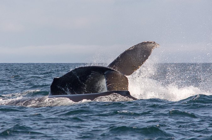 Vancouver's Intimate West Coast Whale Watching Experience - Watching orcas and humpback whales