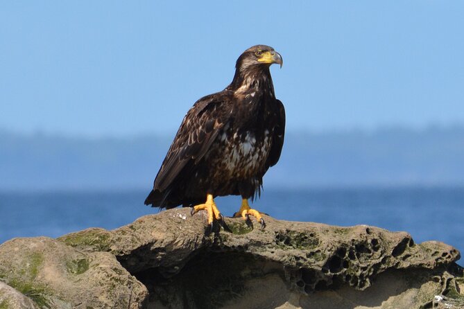 Vancouver's Intimate West Coast Whale Watching Experience - Is the price of $177.59 worthwhile?