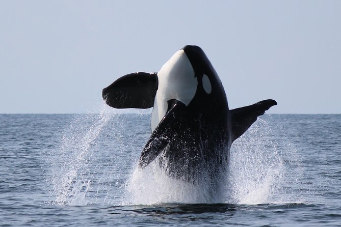 Vancouver's Intimate West Coast Whale Watching Experience - Searching the Salish Sea for whales