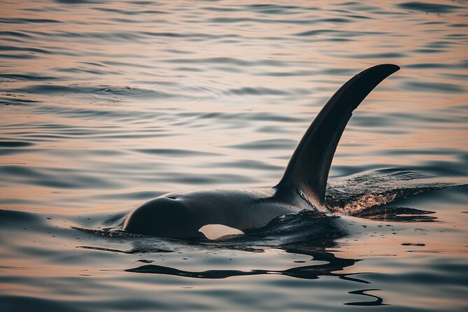 Vancouver Sunset Whale Watching Adventure with Free Photos - Sunset timing and the three-to-five-hour schedule
