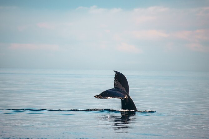 Vancouver Sunset Whale Watching Adventure with Free Photos - Searching for orcas and humpbacks