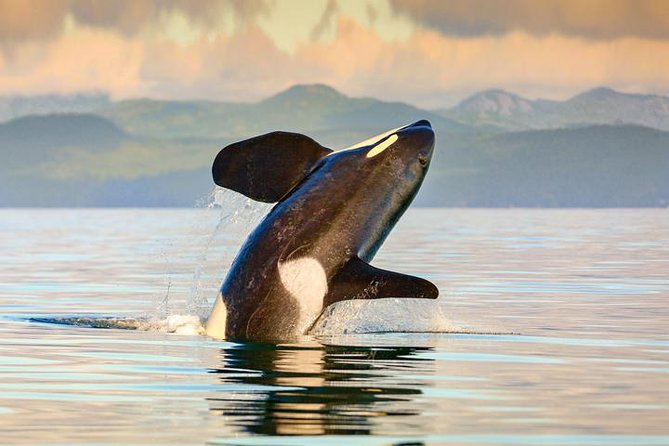 Vancouver-Victoria Day Trip by Seaplane + Whale Watching by Boat - Arriving beside Victoria’s Inner Harbour