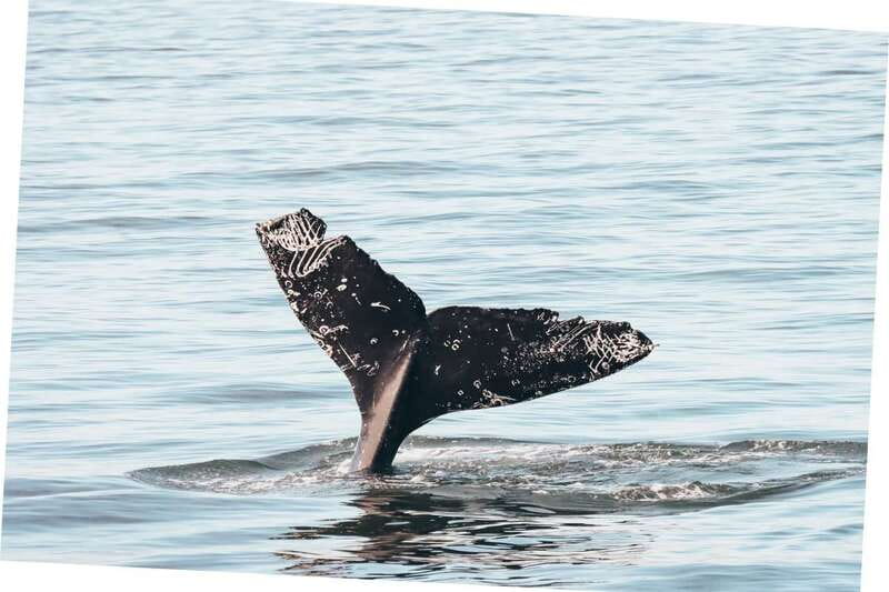 Vancouver Whale Watching Safari - Key points to know before you book