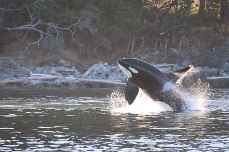 Vancouver Whale Watching Safari - Weather, comfort, and timing tips