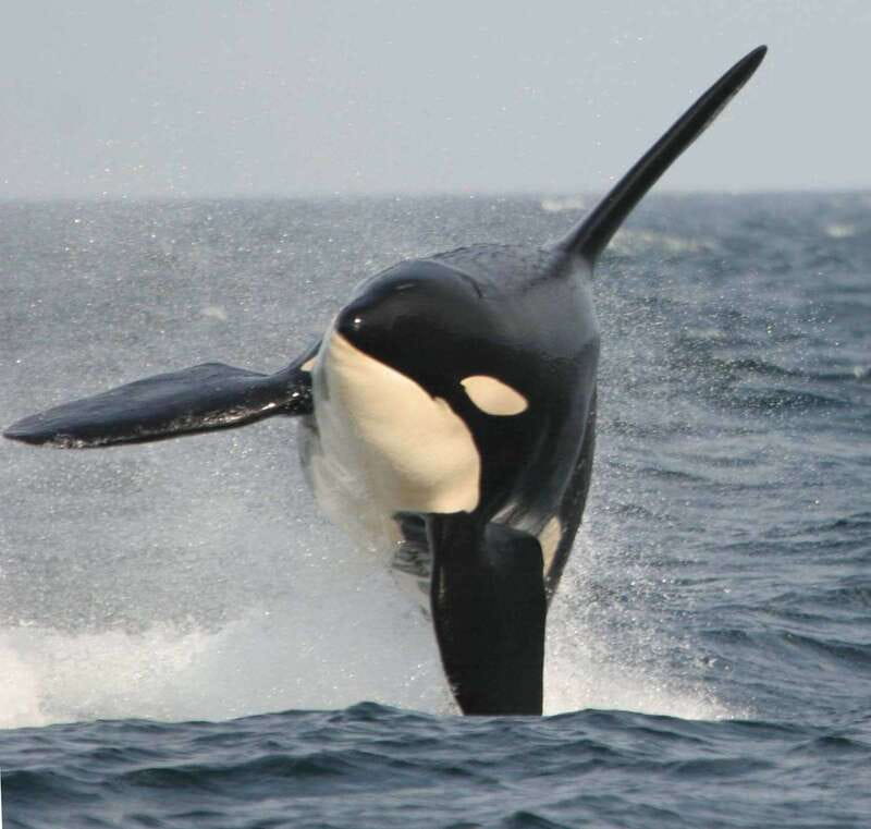 Vancouver Whale Watching Safari - From Vancouver pickup to the Pacific coast