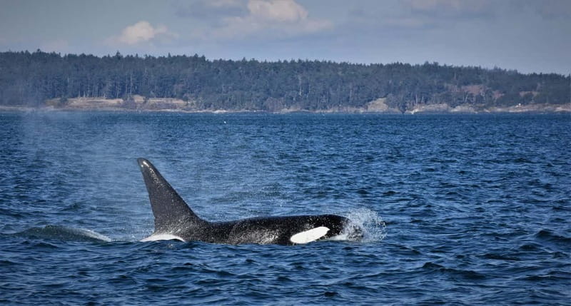Vancouver Whale Watching Safari - Searching for orcas near the Gulf Islands