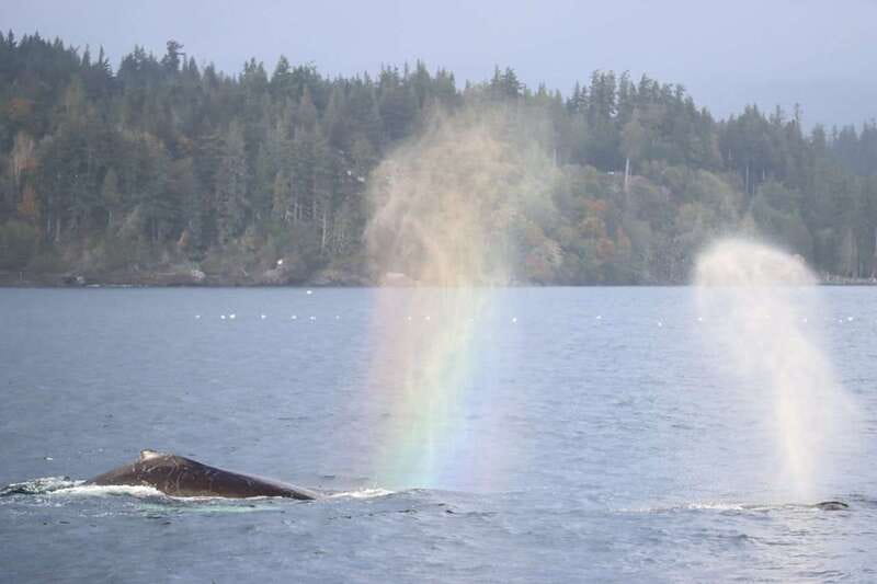 Vancouver Whale Watching Safari - Naturalists turn sightings into a better experience