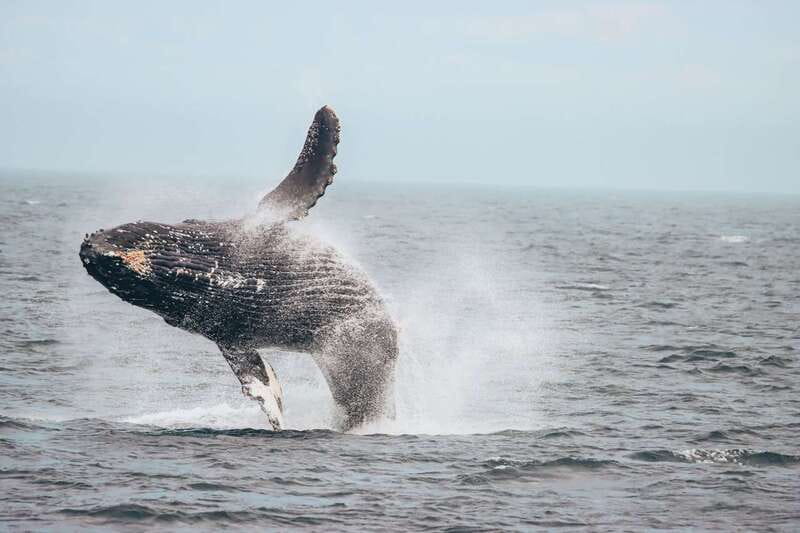 Vancouver Whale Watching Safari - The island world is part of the attraction