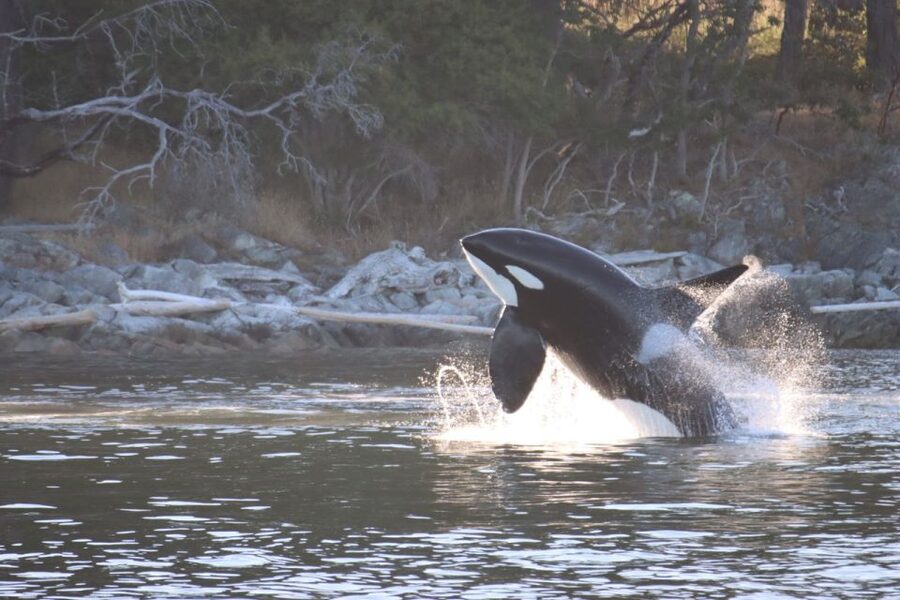 Vancouver Whale Watching Safari - Is $316 per person good value?