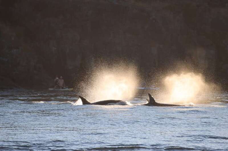 Vancouver Whale Watching Safari - Who should book this Vancouver whale safari?
