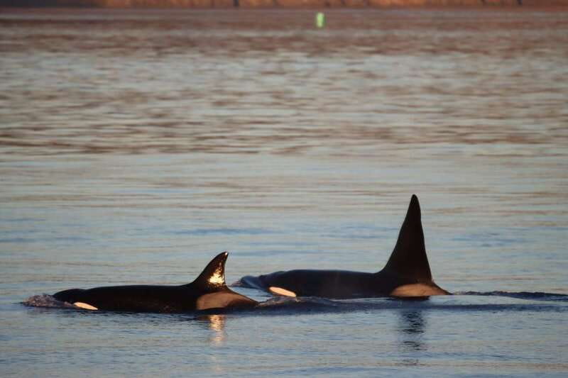 Vancouver Whale Watching Safari - A covered speedboat built for a long wildlife search