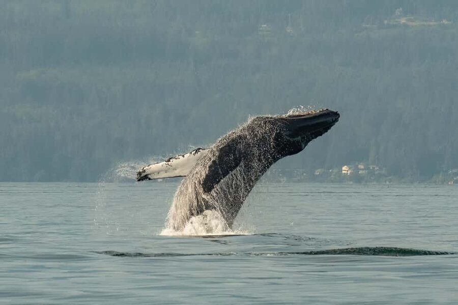 Vancouver: Zodiac Whale Watching Tour from Granville Island - Key points to know before booking