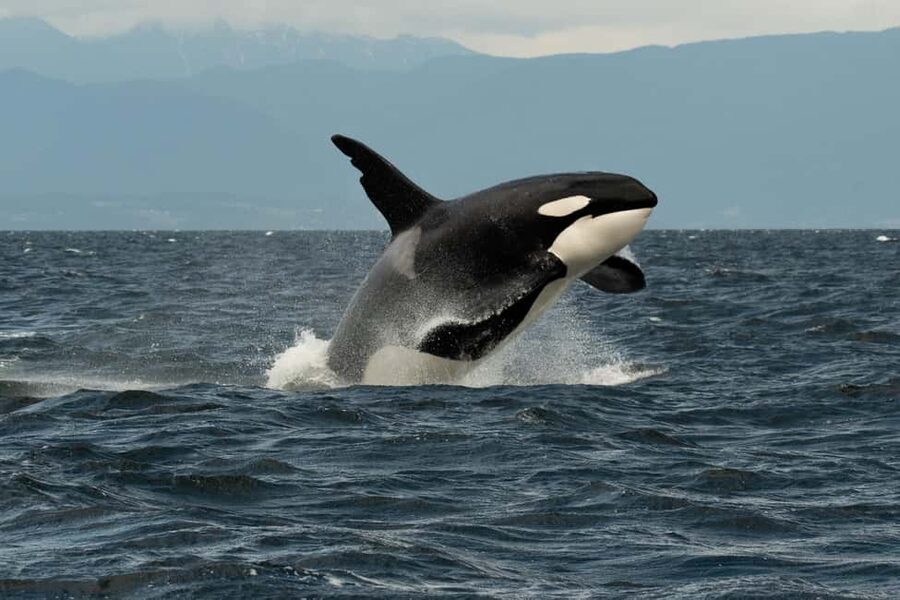 Vancouver: Zodiac Whale Watching Tour from Granville Island - Four hours across the Salish Sea