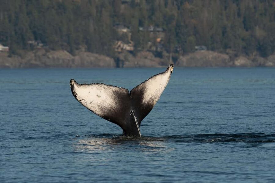 Vancouver: Zodiac Whale Watching Tour from Granville Island - What an orca sighting can be like