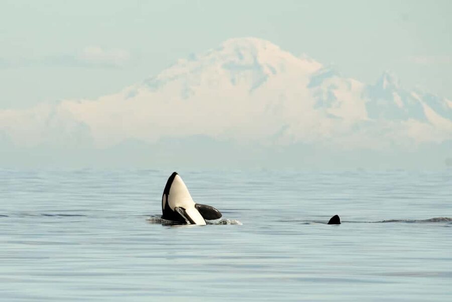 Vancouver: Zodiac Whale Watching Tour from Granville Island - Starting at Granville Island