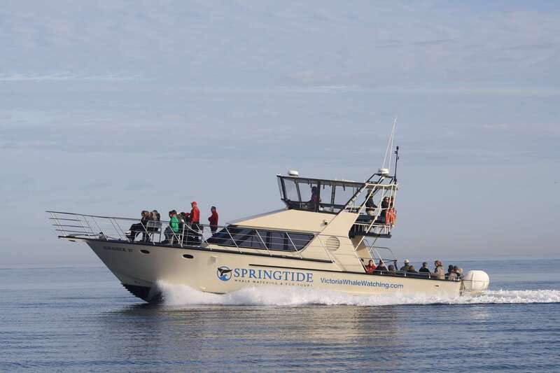 Victoria: 3-Hour Whale Watching Tour - Checking in at Wharf Street