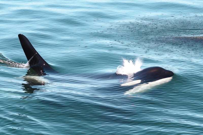 Victoria: 3-Hour Whale Watching Tour - Comfort, weather, and what to wear