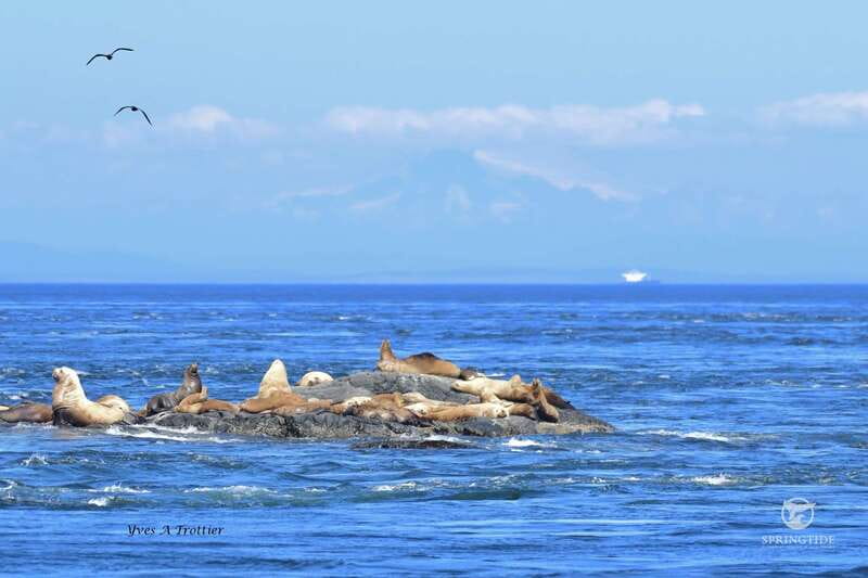 Victoria: 3-Hour Whale Watching Tour - Who should book this cruise?