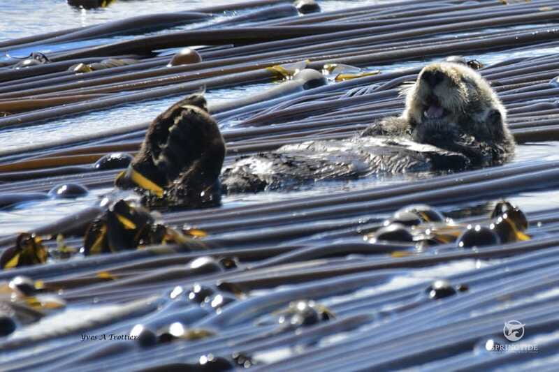 Victoria: 3-Hour Whale Watching Tour - Booking details that matter