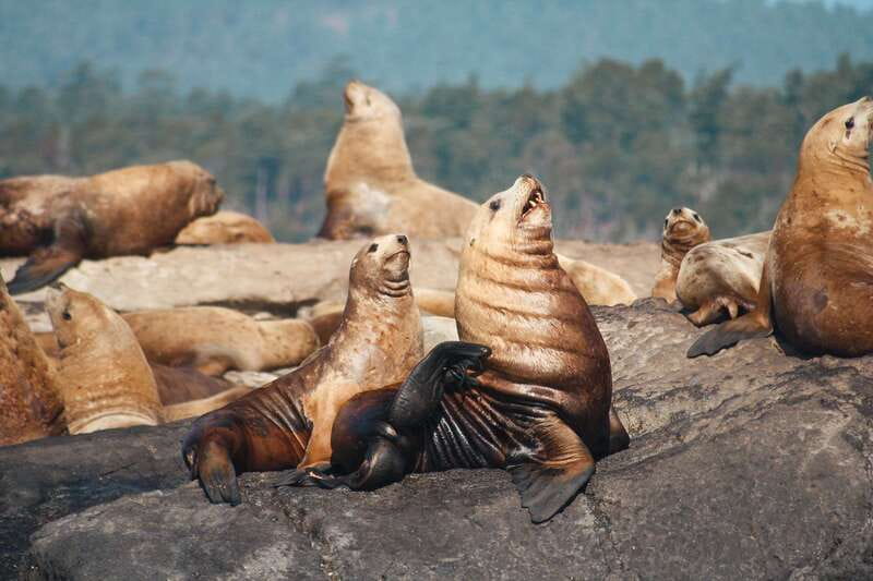 Victoria: 3-Hour Whale Watching Tour - Should you book it?