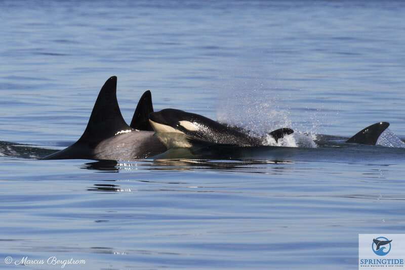 Victoria: 3-Hour Whale Watching Tour - Boarding the Marauder IV