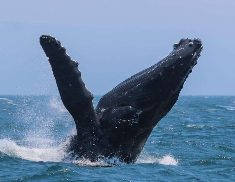 Victoria: 3-Hour Zodiac Whale-Watching Tour - Key points to know before you book