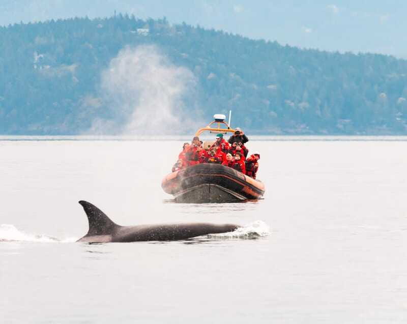 Victoria: 3-Hour Zodiac Whale-Watching Tour - Practical details for a smoother outing