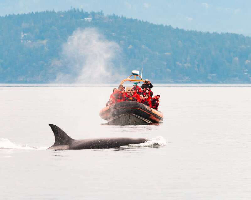 Victoria: 3-Hour Zodiac Whale-Watching Tour - Three hours on the Salish Sea