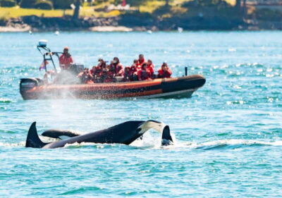 Victoria: 3-Hour Zodiac Whale-Watching Tour