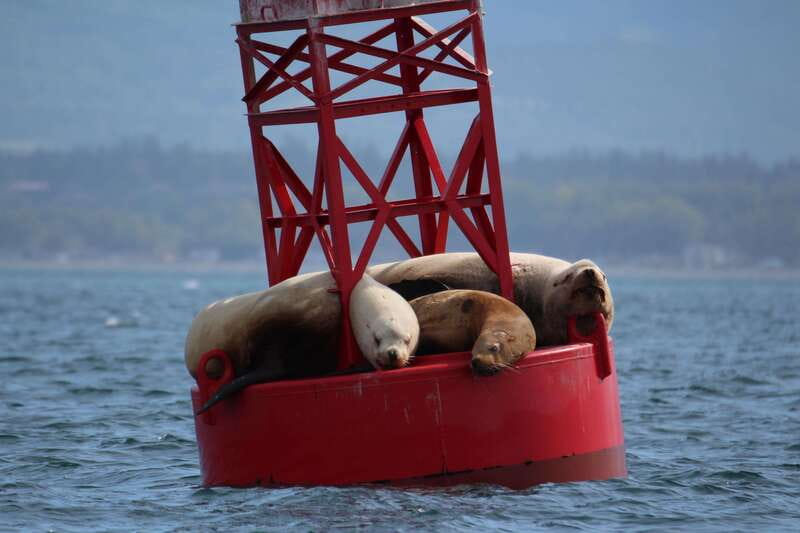 Victoria: 3-Hour Zodiac Whale-Watching Tour - Orcas, humpbacks, and the luck of the encounter