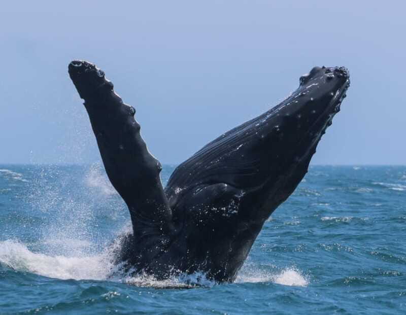 Victoria: 3-Hour Zodiac Whale-Watching Tour - Guides who add meaning to the ride